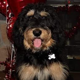 Max Bear - Bernedoodle