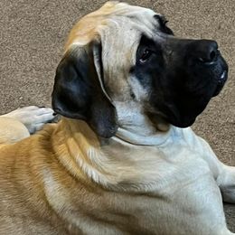 Mastiffs from Faith Mastiffs