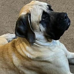 Mastiffs from Faith Mastiffs
