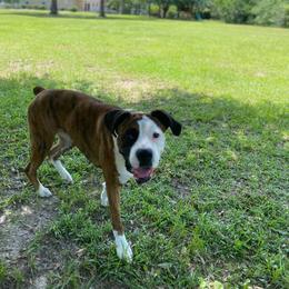 Boxer All Grown Up from Camas Boxers