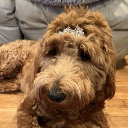 Bernedoodles and Goldendoodles from Doodling Around Indiana Poodles & Doodles