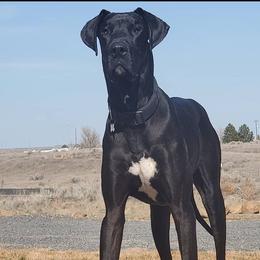 Gunner - Great Dane