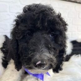 Goldendoodle and Poodle Puppies from Elizabeth Rocha's Doodles
