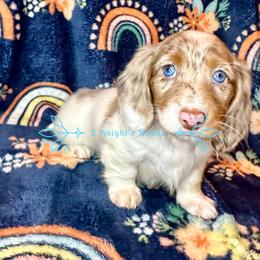Dachshund Puppies from 2 Knights Doxies