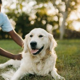 Athena - Golden Retriever