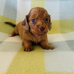 Girl 1 - Dapple female Dachshund puppy in Oklahoma from DRB Dachshunds