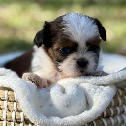 Miss light pink - Brindle and white female Shih Tzu puppy in Waco, Texas from Shih Tzus To Love