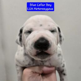Blue Collar Boy - White and black male Dalmatian puppy in Centereach, New York from LINY Dalmatians