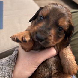 Boy 2- Leo - Chocolate and tan male Dachshund puppy in Dorchester, Texas from Texas Mini Dachs