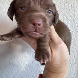 Moose - Chocolate male Dachshund puppy in Bentonville, Arkansas from T & D Dachshunds by design