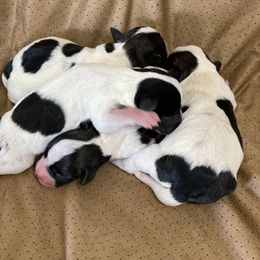 Miniature Schnauzer Puppies from hallie lively
