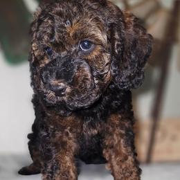Anna - Sable female Cockapoo puppy in Indiahoma, Oklahoma from Phamily Doodles