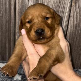 Beau - Dark golden male Golden Retriever puppy in Guthrie, Oklahoma from Raised Right Pups