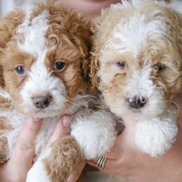 Aussiedoodles, Australian Mountain Doodles, Bernedoodles, and Labradoodles from Doodles & Co