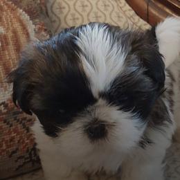 Shih Tzus from River Hill Shih Tzu