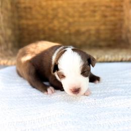 Shelly - Red tri-color female Australian Shepherd puppy in Unionville, Iowa from Soap Creek Kennels
