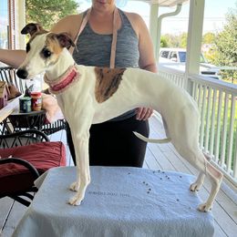 Tamar - Whippet