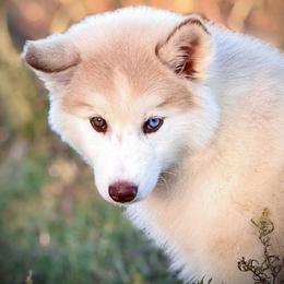 Pomsky and Siberian Husky Puppies from A-Dream Pomsky Kennel
