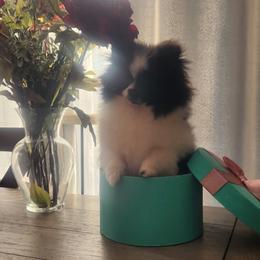 Pomeranian Puppies from Fancy Paws Pomeranians