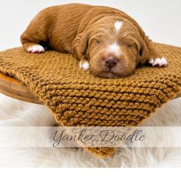 Yankee Doodle - Red  male Goldendoodle puppy in State Road, North Carolina from Must Love Doodles