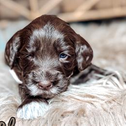 Ember - Chocolate female Australian Labradoodle puppy in Decatur, Alabama from Southern Meadows Doodles