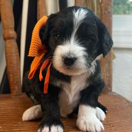 Orange - Tri-color male Bernedoodle puppy in Curtice, Ohio from The Pink Doghouse