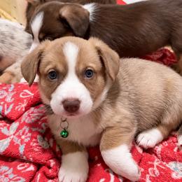 Pilot - Liver and white male Cardigan Welsh Corgi puppy in Denham Springs, Louisiana from Haggard Family Corgis