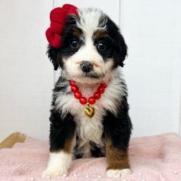 Girl 2 - Black tri-color female Aussiedoodle puppy in Omro, Wisconsin from Crystal Ridge Doodles