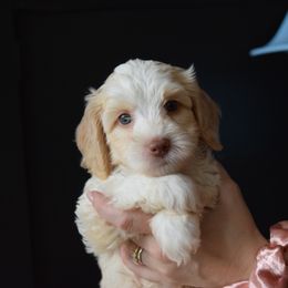 Australian Labradoodle Puppies from Australian Heritage Labradoodles