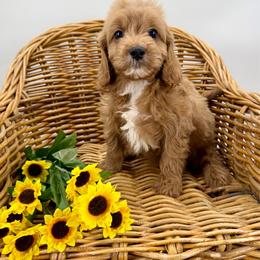 Cosmo - Red male Cavapoo puppy in Beresford, South Dakota from DAKOTA DOOD RANCH