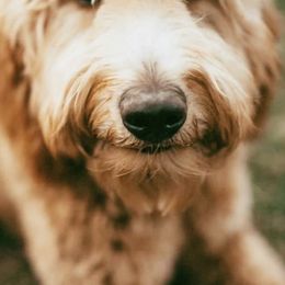 Bernedoodles, Goldendoodles, and Poodles from Four Willows Farm