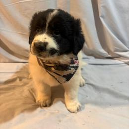 Aztec - White and black female Karakachan puppy in Pikeville, Tennessee from Rock Solid Ranch
