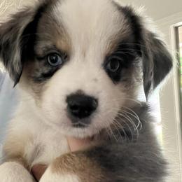 Miniature Australian Shepherds from Pro Aussie