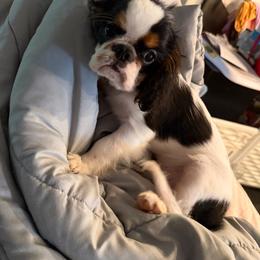 Trusty - Black white and tan male English Toy Spaniel puppy in Pennsylvania from Enchanting Charlies