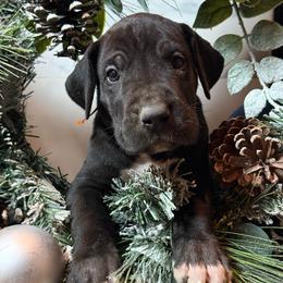King - Black male Great Dane puppy in Dundee, Michigan from Weslow AKC Danes