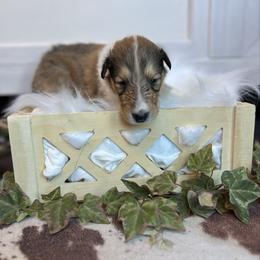 Steve - Sable male Collie puppy in Chilhowie, Virginia from Jolly Collies