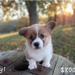 Boy 1 - Sable male Pembroke Welsh Corgi puppy in Nixa, Missouri from Pistol Creek Puppies