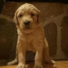 Golden Retriever Puppies from Aurora's Northern Goldens