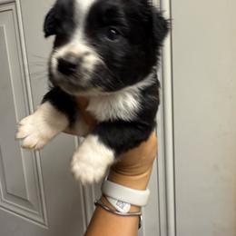 Macintosh - Black & white male Miniature Australian Shepherd puppy in Clarkesville, Georgia from North Georgia Gems