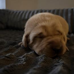 Boy1 - Yellow male Labrador Retriever puppy in Four Oaks, North Carolina from TLC Retrievers