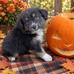 Hank (orange collar) - Black tri-color male Australian Shepherd puppy in Okeechobee, Florida from Rothsolid Aussies