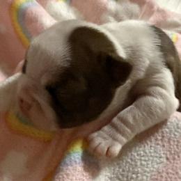 Noel - Red female Boston Terrier puppy in Kingsport, Tennessee from Dreamweaver Bostons