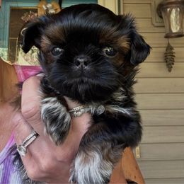 Tater Tot - Sable male Shih Tzu puppy in Nekoosa, Wisconsin from Brox Acres House of Fur LLC