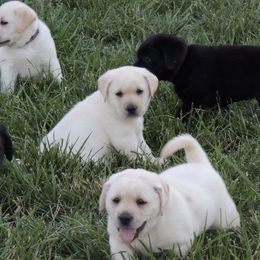 Labrador Retriever and Pomeranian Puppies from Prairie Ridge Kennel