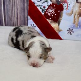 Miniature Australian Shepherd and Toy Australian Shepherd Puppies from Shooting Stars Ranch Toy and Mini Aussies