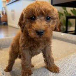Monroe - Red  female Goldendoodle puppy in South Jordan, Utah from Wasatch Pup