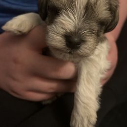 Miniature Schnauzer Puppies from Krystle's Miniature Schnauzers