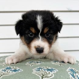 Paloma - Black tri-color female Australian Shepherd puppy in Kearney, Nebraska from Helix Aussies