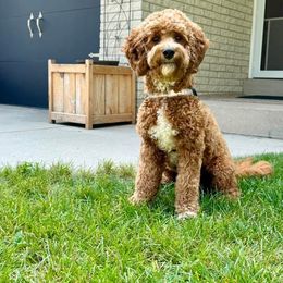 Goldendoodle and Poodle Puppies from French Creek Doodles