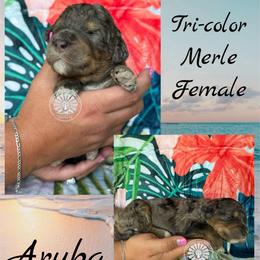 Aruba - Merle female Bernedoodle puppy in Godwin, North Carolina from Farm Sweet Farm Doodles